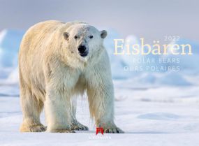 Kalender Eisbären 2021 als Werbeartikel