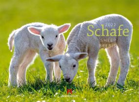 Kalender Schafe 2021 als Werbeartikel