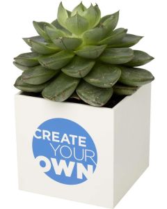 Hey Pots Blumentopf aus Aluminium, Sukkulente