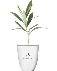 Treemore Briefkastenbäume Olivenbaum