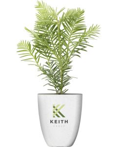 Treemore Briefkastenbäume Mammutbaum