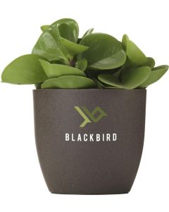 Coffee Flowerpot Blumentopf