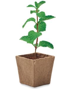 Pflanz-Set Minze Mint Kit