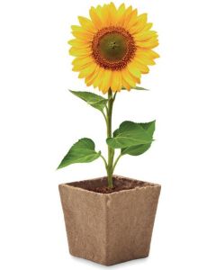 Pflanz-Set Sonnenblume Sunflower Kit