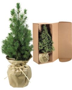 Natur-Bäumchen 20-30 cm