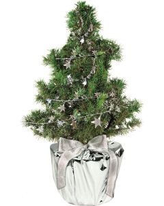 Silberstern-Bäumchen 20-30 cm