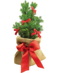 Schleifen-Bäumchen 20-30 cm