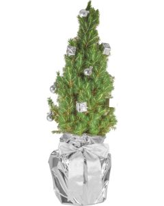 Silberglanz-Bäumchen