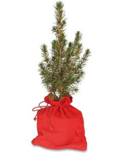 Wichtelbäumchen - Pflanze Zuckerhutfichte