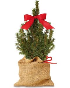 Der Klassiker - Pflanze Zuckerhutfichte