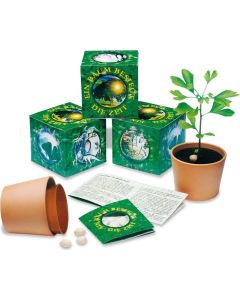 Ein Baum besiegt die Zeit - Samenset Ginkgo biloba