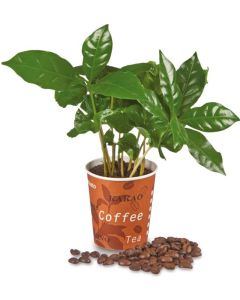 ,,Espresso" Mini-Kaffeepflanze