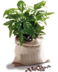 Reiche Ernte im Kaffeesack - Minipflanze