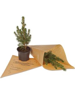 Tännchen to go - Pflanze Zuckerhutfichte - inkl. Werbedruck