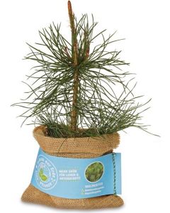 Schenk der Erde eine Pflanze - Waldkiefer - inkl. Werbedruck
