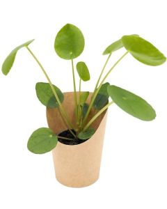 Minis im Cup - Pflanze Glückstaler - inkl. Werbedruck