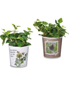 Efeu, der zuverlässige Futterlieferant - Pflanze im Becher - inkl. Werbedruck