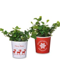 Efeu, der florale Weihnachtsbotschafter - Pflanze im Becher - inkl. Werbedruck