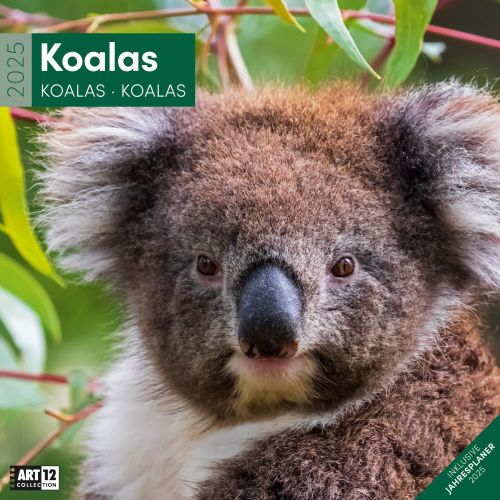 Kalender Koalas 2024 - 30x30 als Werbeartikel
